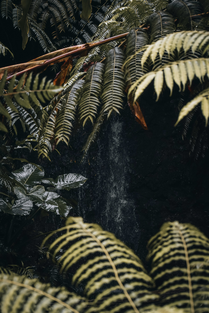 Makaala Farmsteads — Big Island landscape