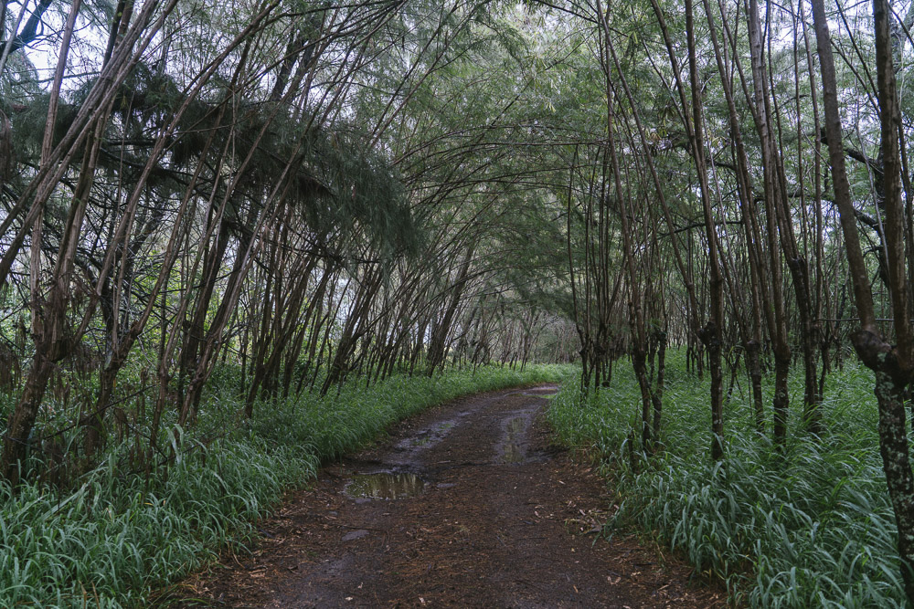 Makaala Farmsteads — Big Island landscape